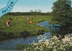HATTEM Landschap met Koeien, Verzenden, 1980 tot heden, Gelopen, Gelderland