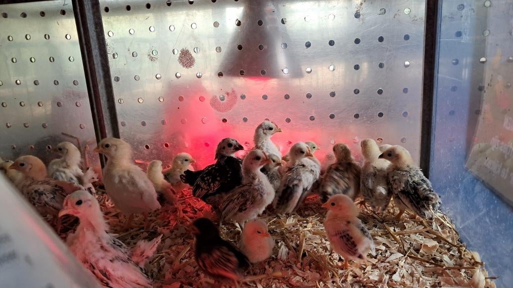 Verschillende rassen kuikens, Meerdere dieren, Kip