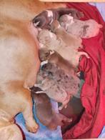 American bully Exotic micro/pocket extreem ABKC LIMITED EDIT, Overige rassen, 8 tot 15 weken, Parvo, Meerdere