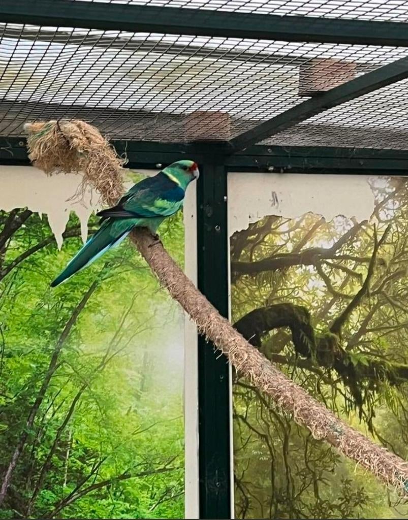 Barnard parkiet, Dieren en Toebehoren, Vogels | Parkieten en Papegaaien, Mannelijk, Parkiet, Geringd