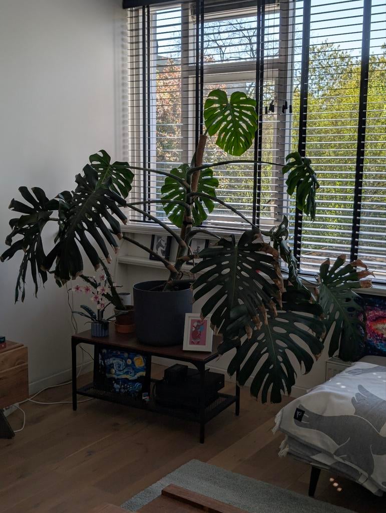 Grote Monstera Deliciosa - Prachtige Kamerplant, Huis en Inrichting, Kamerplanten, Ophalen, 100 tot 150 cm, Overige soorten, Halfschaduw
