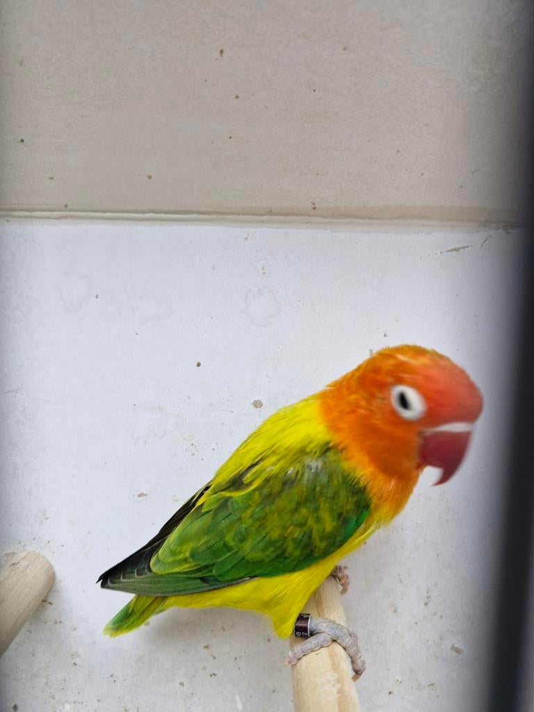 Opaline eeuwing fischeri kweek man, Dieren en Toebehoren, Vogels | Parkieten en Papegaaien, Meerdere dieren, Dwergpapegaai of Agapornis