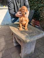 Golden Doodle x Ierse setter pups, Dieren en Toebehoren, HCC (leverziekte), Overige rassen, 8 tot 15 weken, Meerdere