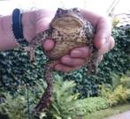 Padden, kikkers overzetgroep zoekt vrijwilligers, Dieren en Toebehoren, Reptielen en Amfibieën, 0 tot 2 jaar