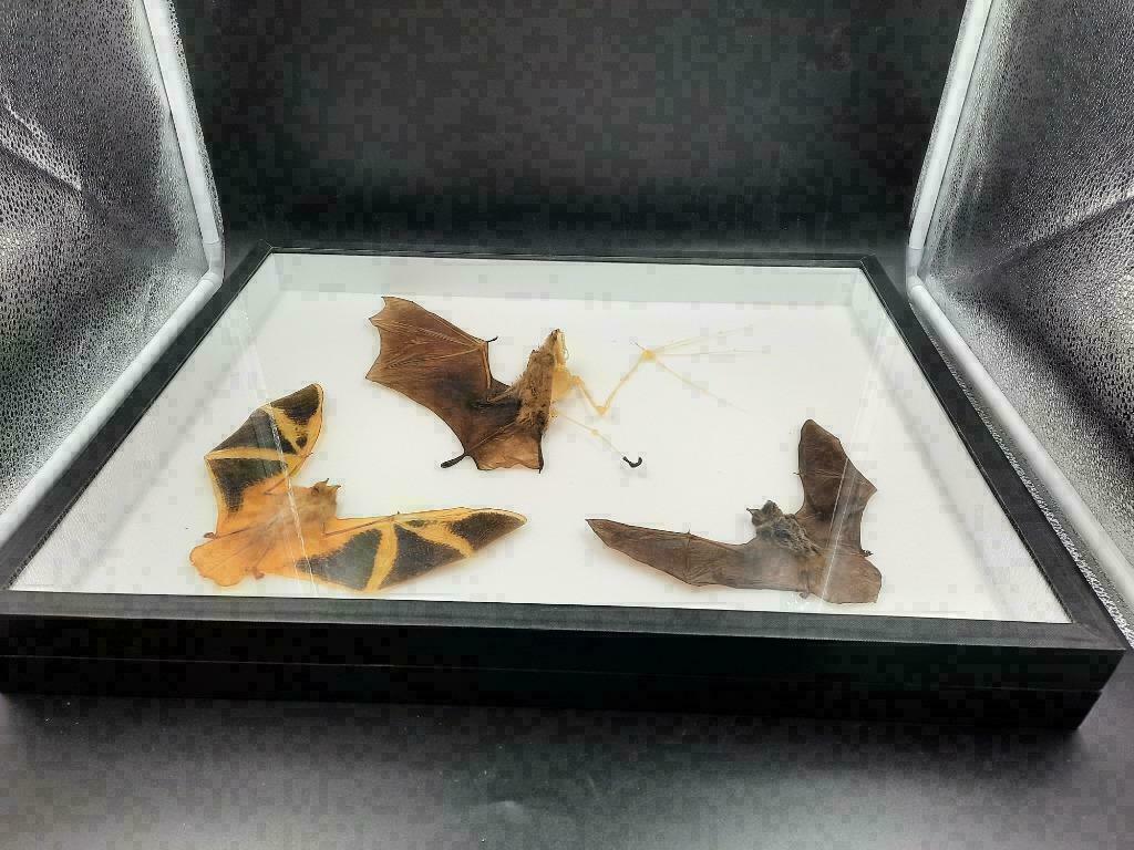 XXL Box Opgezette Vleermuizen 50CM! / Vleermuis Bat, Verzamelen, Dierenverzamelingen, Ophalen of Verzenden, Nieuw, Insect, Opgezet dier