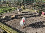 Kip en haan circa 5 jaar oud. Gratis af te halen., Dieren en Toebehoren, Meerdere dieren, Kip