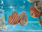 Blue Maze Turquoise Discus, Symphysodon Discus, Vis, Zoetwatervis