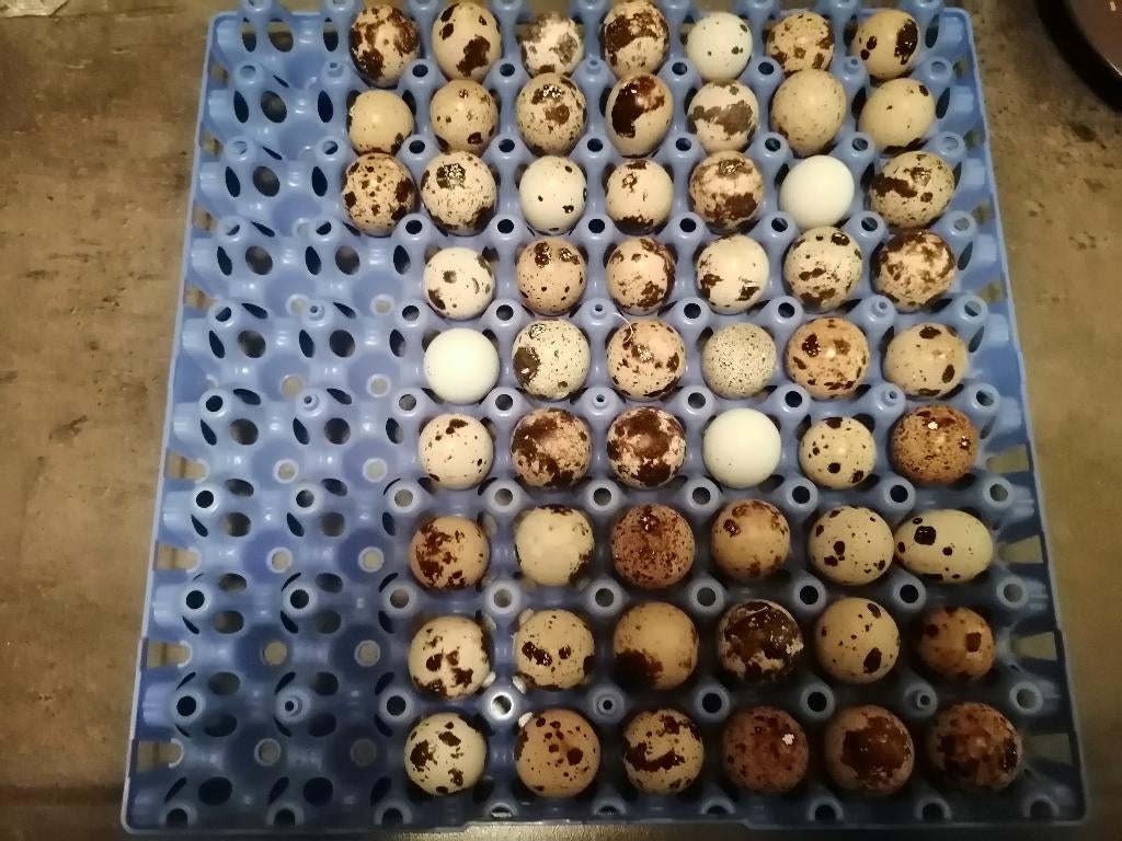 Japanse kwartel broedeieren, Dieren en Toebehoren, Pluimvee, Geslacht onbekend, Overige soorten