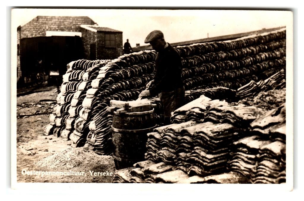 Yerseke, Oesterpannencultuur, Verzenden, 1940 tot 1960, Gelopen, Zeeland