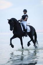 Friese ruin, Z1 dressuur, Dieren en Toebehoren, Ruin, Dressuurpaard, 7 tot 10 jaar, 165 tot 170 cm