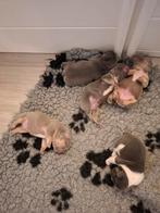 Prachtig Nest Franse Bulldog, 8 tot 15 weken, Bulldog, Meerdere dieren, Eén hond