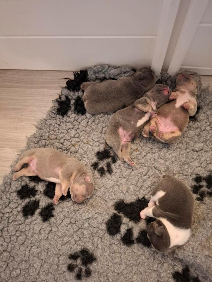 Prachtig Nest Franse Bulldog, Dieren en Toebehoren, Honden | Bulldogs, Pinschers en Molossers, Meerdere dieren, Bulldog, Particulier
