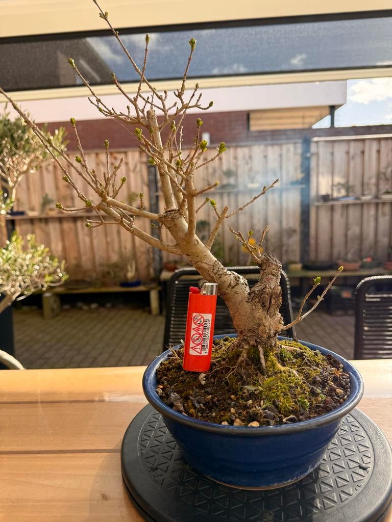 Pre bonsai Liguster, Overige soorten, Volle zon, Vaste plant, Ophalen of Verzenden