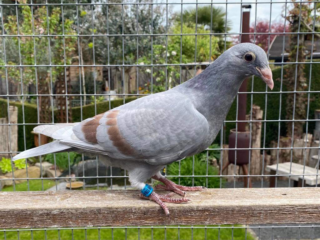 Postduiven, kleurpostduiven, Dieren en Toebehoren, Meerdere dieren, Postduif