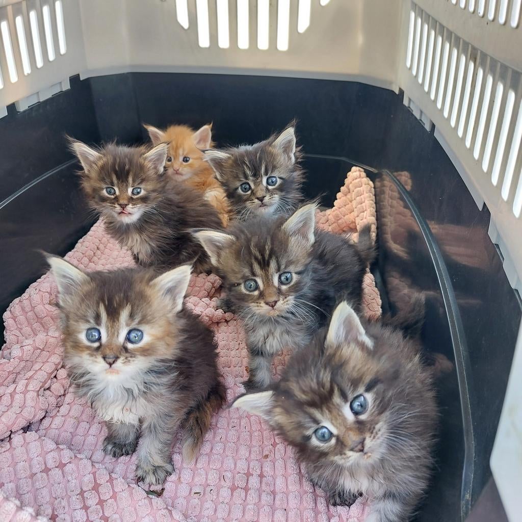Maine coon kittens, de hond onder de katten, Overige rassen, 8 tot 15 weken, Meerdere, Meerdere dieren