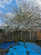 Gratis brandhout voor de komende winter, Minder dan 3 m³, Ophalen of Verzenden