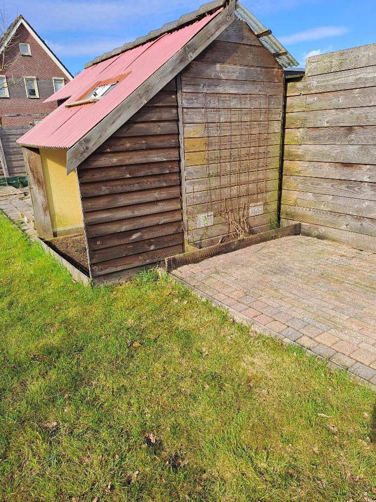 Duiven/kippenhok, November, Vrouwelijk