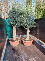 Olijfboom in schaal - Mediterrane sfeer voor uw tuin, Volle zon, Vaste plant, Lente, Ophalen