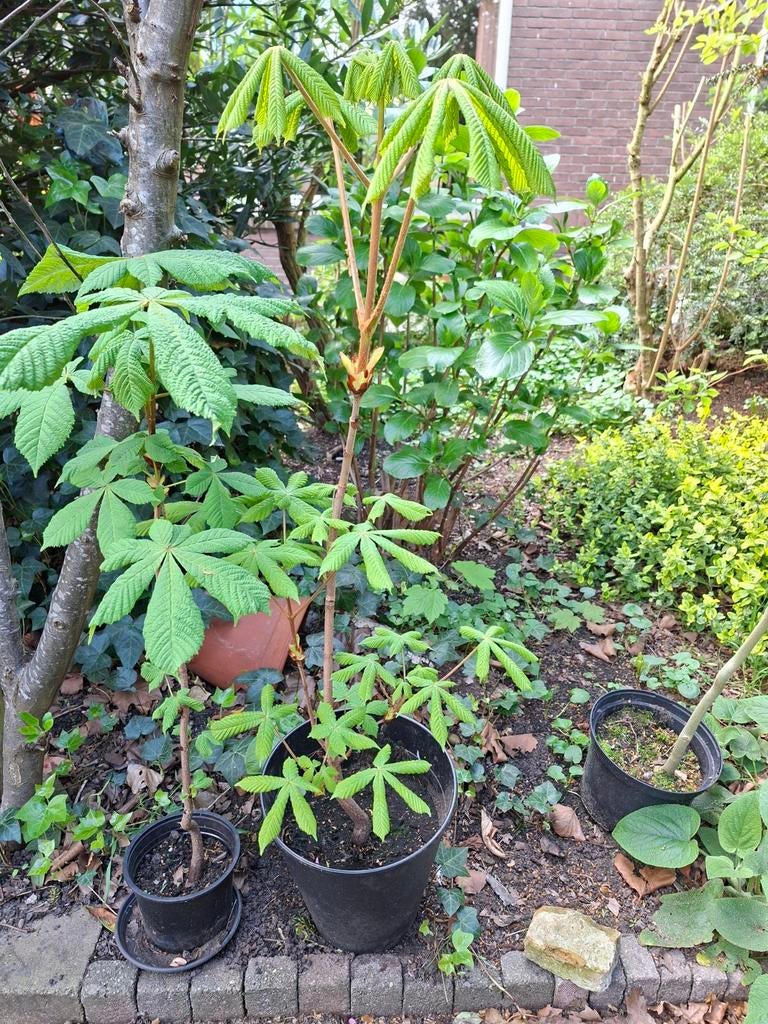 Kastanje in pot, Ophalen, Overige soorten, Halfschaduw