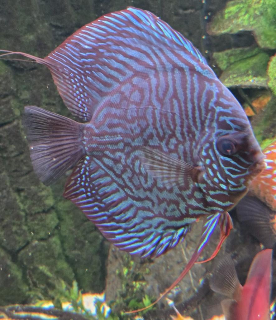 Discus vissen, Dieren en Toebehoren, Vissen | Aquariumvissen, Vis