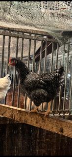 Jonge hennen! Tegen de leg aan!, Dieren en Toebehoren, Pluimvee, Vrouwelijk, Kip