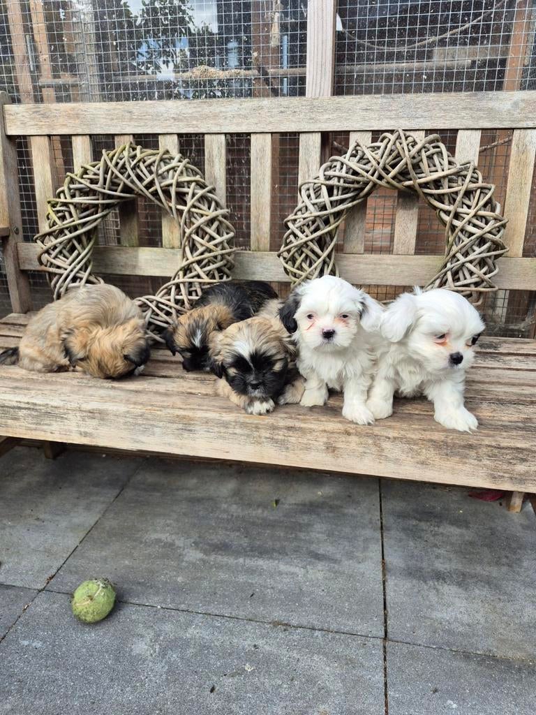 Boomer pups, Overige rassen, 8 tot 15 weken, Meerdere, Meerdere dieren