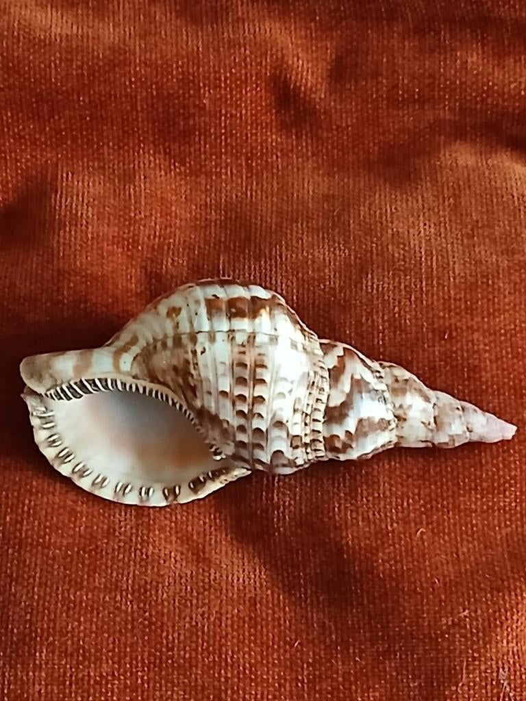 Mooie triton 15.5cm, Ophalen