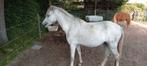 Zeer brave 4 jarige Welsh A stamboek merrie verkoop of ruil, Dieren en Toebehoren, Pony's, Merrie, Met stamboom, Dressuurpony