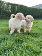 Labradoodle F3 pups, Parvo, Overige rassen, 8 tot 15 weken, Meerdere