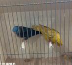 Koppel  catharina  parkieten, Meerdere dieren, Parkiet, Geringd