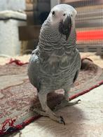 Grijze roodstaart papegaai, Vrouwelijk, Papegaai, Pratend