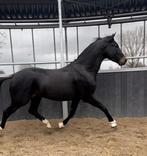 Dressuurpaard en springpaarden, Met stamboom, Dressuurpaard, 3 tot 6 jaar, Onbeleerd