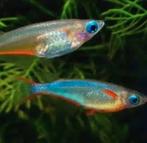 Japanse rijstvisjes verschillende kleuren, Dieren en Toebehoren, Vissen | Aquariumvissen, Vis