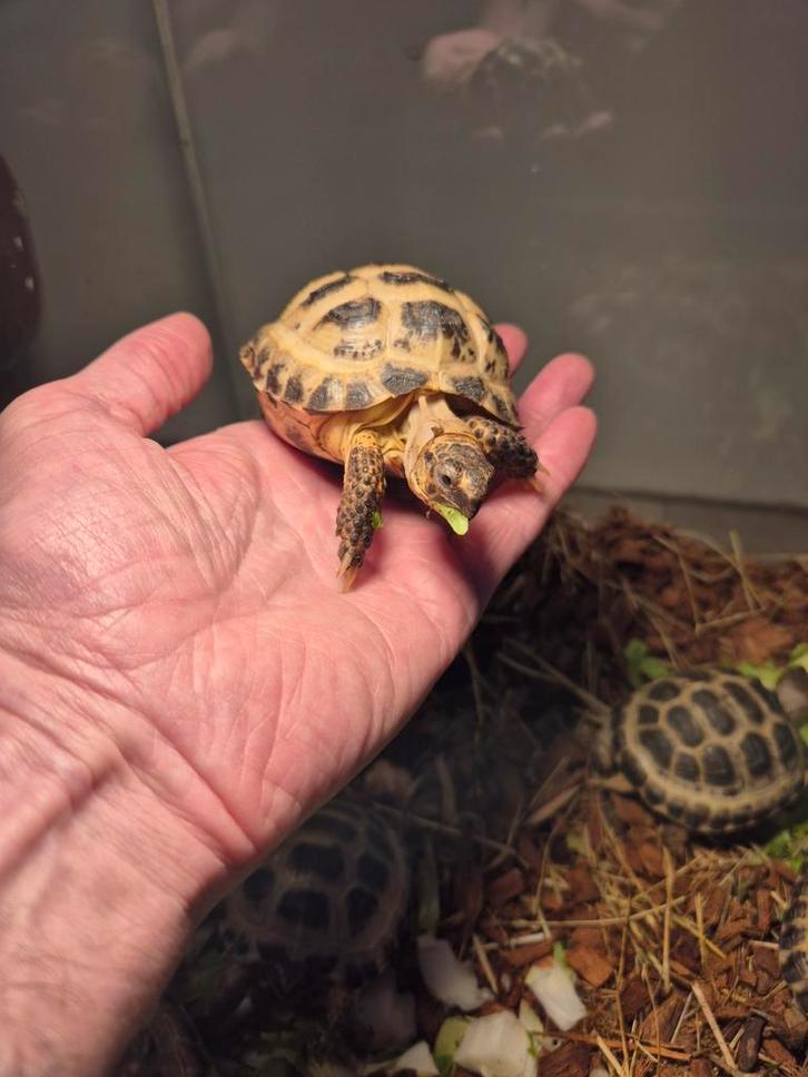 Russische vierteen ( testudo horsfildii ) Tortoise - unknown for sale from podarcis sicula