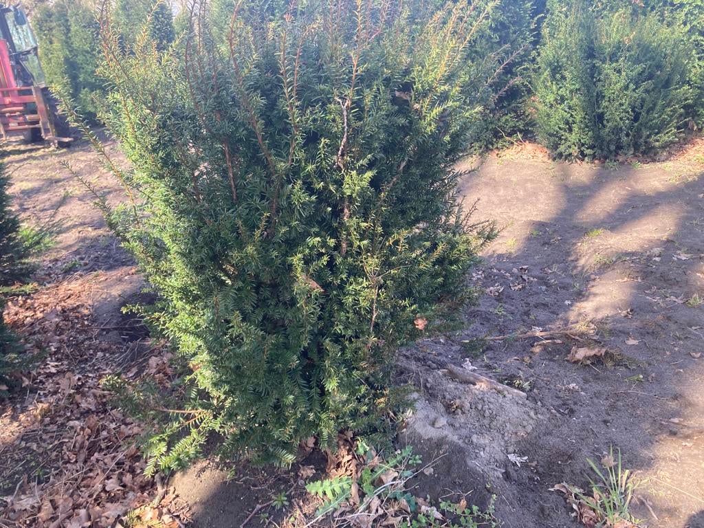 Taxus blok, Ophalen, Taxus, Minder dan 100 cm