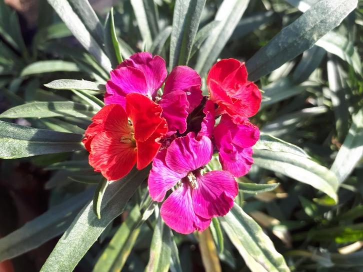 Steenraket Erysimum muurbloem., Tuin en Terras, Planten | Tuinplanten, Overige soorten, Volle zon, Ophalen of Verzenden