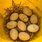 9 verse broedeieren van de gans, Geslacht onbekend, Gans of Zwaan