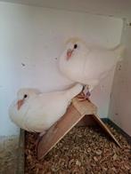 Mooie witte postduiven, Meerdere dieren, Postduif