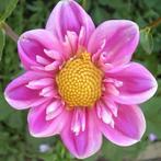 Dahlia, Ophalen of Verzenden, Voorjaar, Volle zon, Knol
