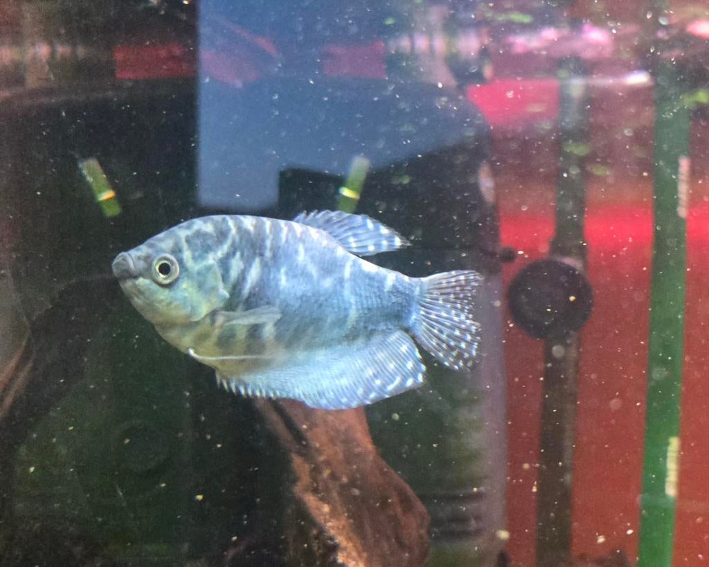 Drie goerami's, Dieren en Toebehoren, Vissen | Aquariumvissen, Vis