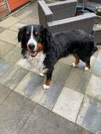 Berner Sennenhond van 1 jaar – lieve en speelse hond, Reu, 1 tot 2 jaar, Eén hond, Herder