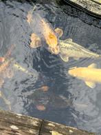 Koi vissen, Karper of Koi