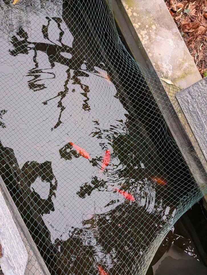 Goudvissen gratis af te halen, Dieren en Toebehoren, Vissen | Vijvervissen, Goudvis(sen)