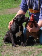 Staffordshire bull terriër pups beschikbaar, Particulier, 15 weken tot 1 jaar, Overige rassen, Buitenland