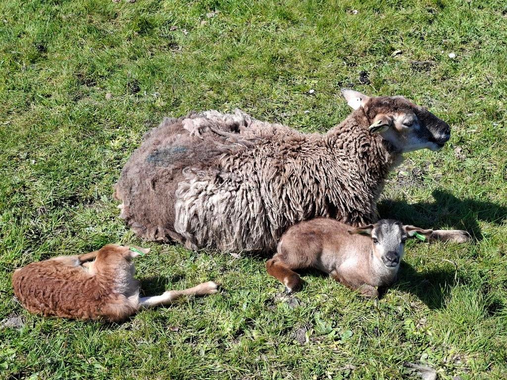 Enter schaap met ramlam en ooilam, Dieren en Toebehoren, Vrouwelijk, Schaap