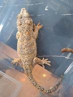 (Gargoyle gecko vrouw, Hagedis, Tam, 3 tot 6 jaar
