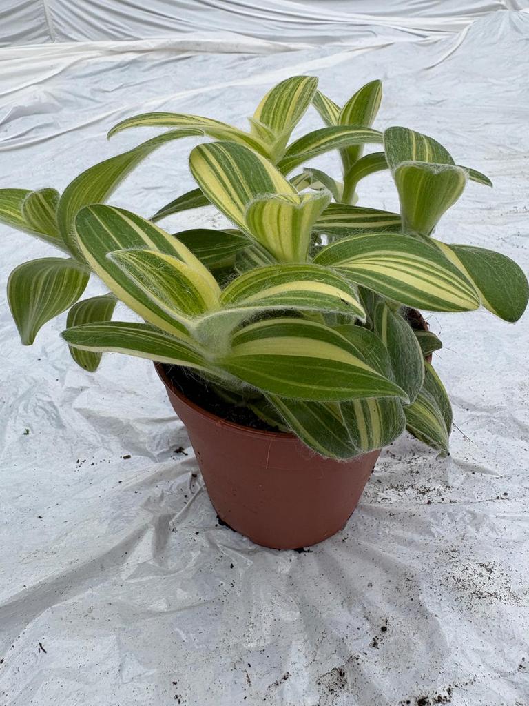 Tradescantia variegata, Huis en Inrichting, Kamerplanten, Ophalen of Verzenden, Halfschaduw, Minder dan 100 cm