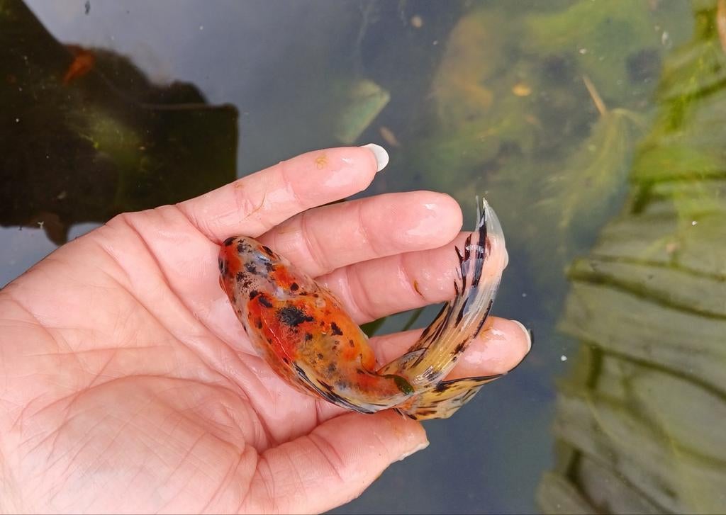 Goudvis sluierstaart, Dieren en Toebehoren, Vissen | Aquariumvissen, Vis