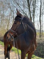 Knappe en lieve merrie, Dieren en Toebehoren, Paarden, Merrie, Springpaard, 11 jaar of ouder, 165 tot 170 cm