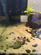 Red fire garnalen te koop, Dieren en Toebehoren, Vissen | Aquariumvissen, Kreeft, Krab of Garnaal